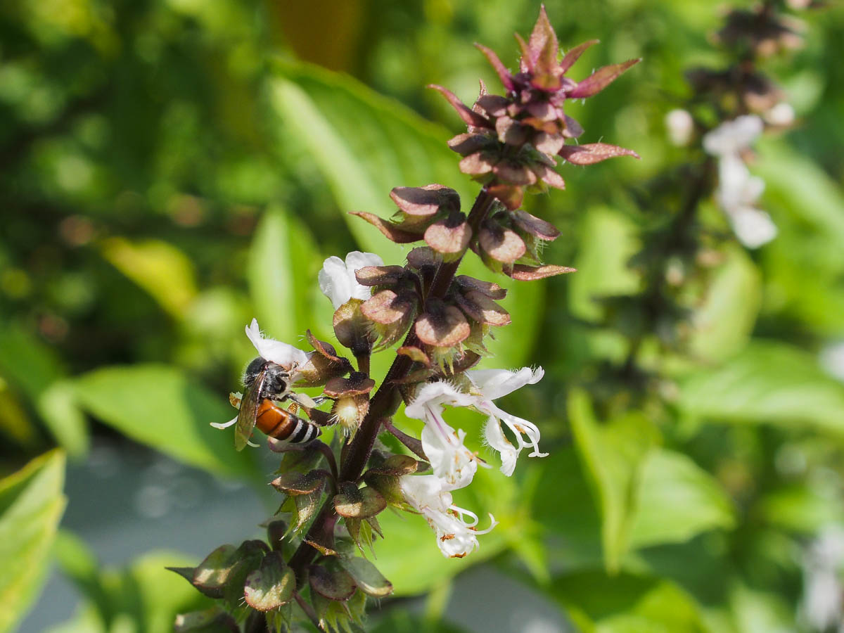 Thai Basil